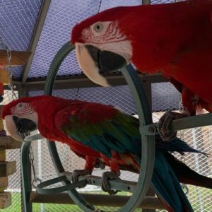 Green Winged Macaw Parrots
