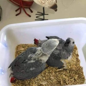 Congo African Grey Baby Parrots
