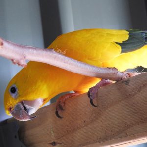 Golden Conure Bird