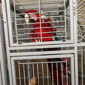 Green Winged Macaw Parrots