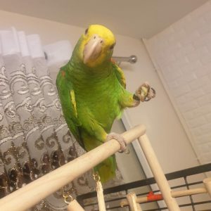 Double Yellow Amazon Baby Parrots