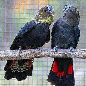 Glossy Black Cockatoo Parrots