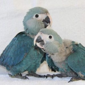 Spix’s Macaw Baby Parrots