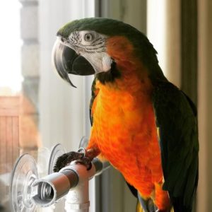 Catalina Macaw Parrots