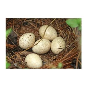 Congo African Grey Parrot Eggs