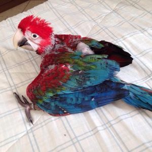 Green-Winged Macaw Baby Parrots