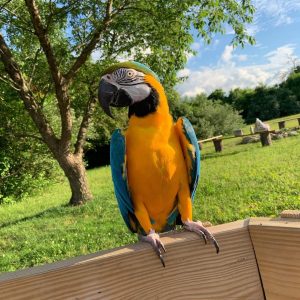 Blue & Gold Macaw Parrot