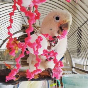 Moluccan Cockatoo Parrots