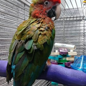 Camelot Macaw Parrots