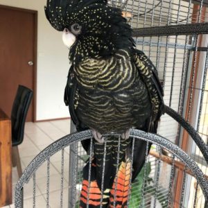 Red Tail Black Cockatoo Parrots