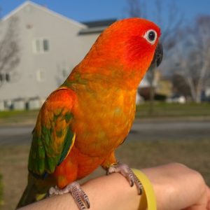 Red Golden Conure Birds