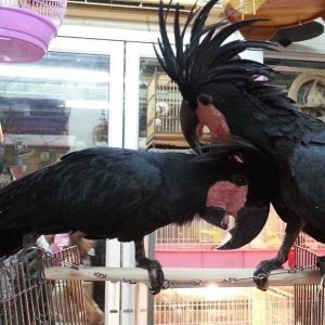 Black Palm Cockatoo Parrots