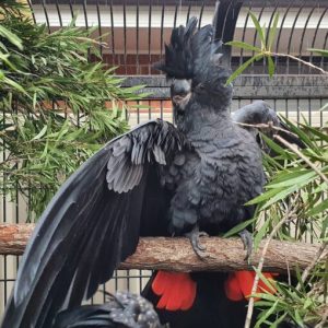 Red Tail Black Cockatoo Parrots