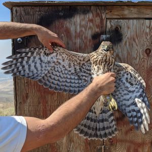 Shaheen Falcon