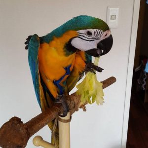 Blue & Gold Macaw Parrot