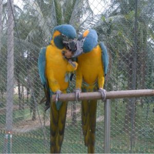 Blue -Throated Macaw Parrots