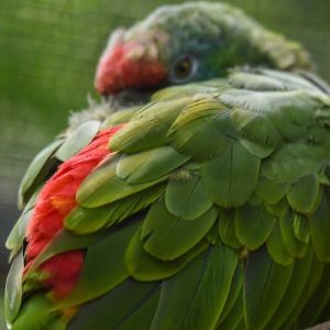 Amazon Parrot